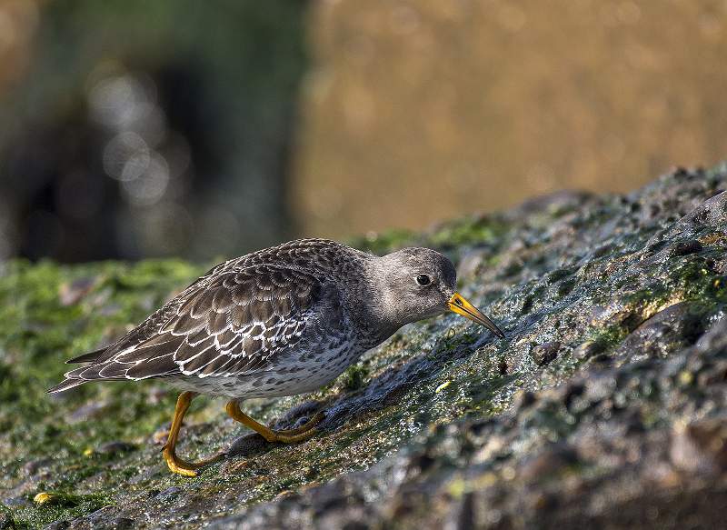 Peter Smith_Purple Sandpiper_open.jpg - Purple sandpiper